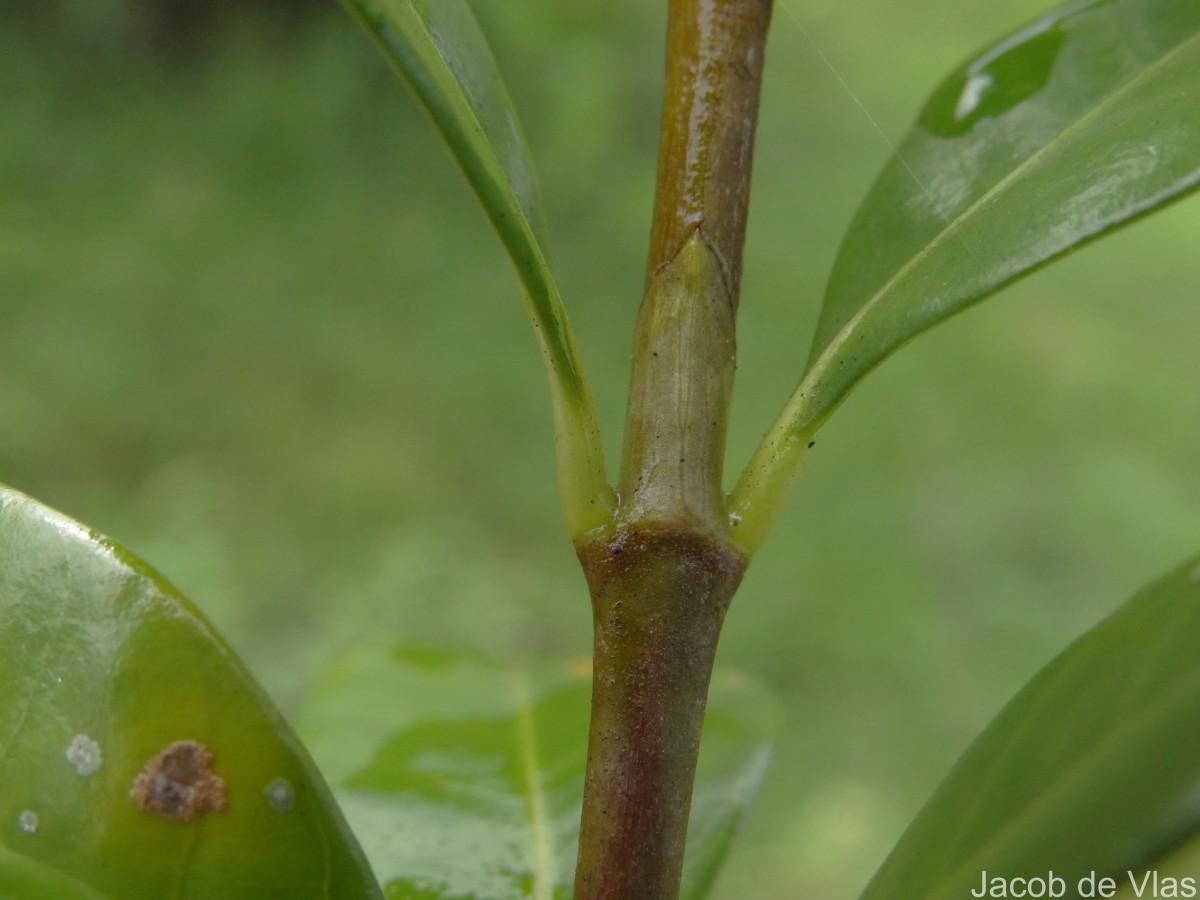 Gardenia jasminoides J.Ellis